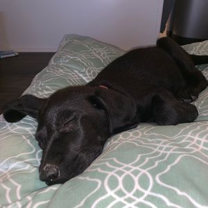 Meet your Posher, Jannel